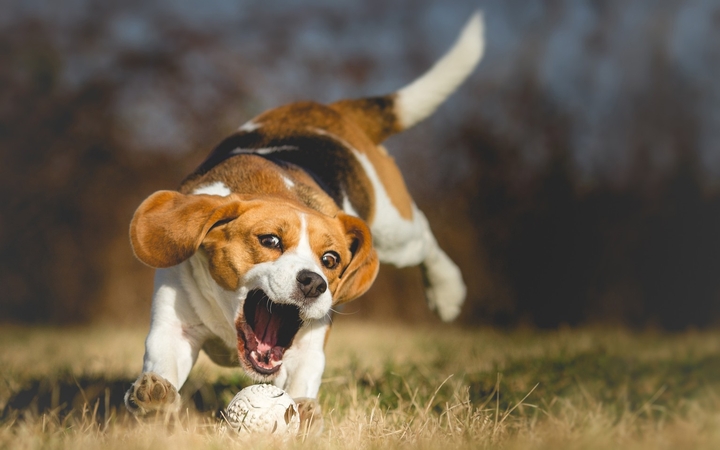 dog!