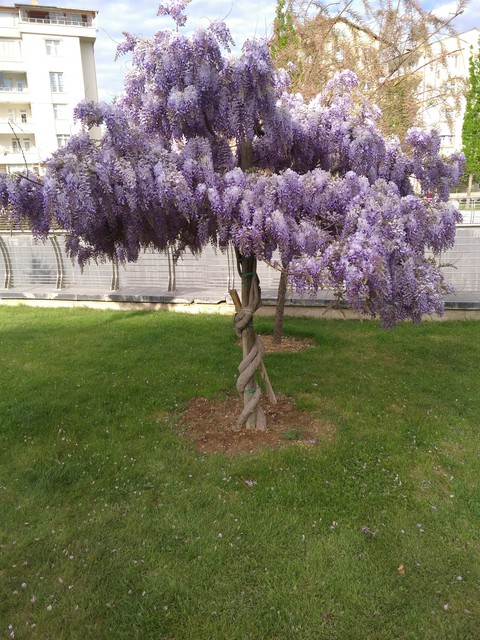 Mor Ağaç