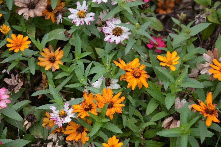 Flowers