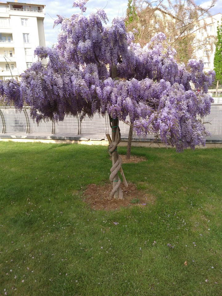 Mor Ağaç