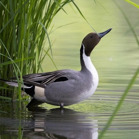 Animali