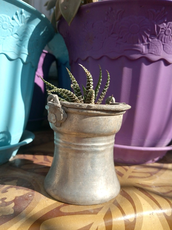 aloe vera