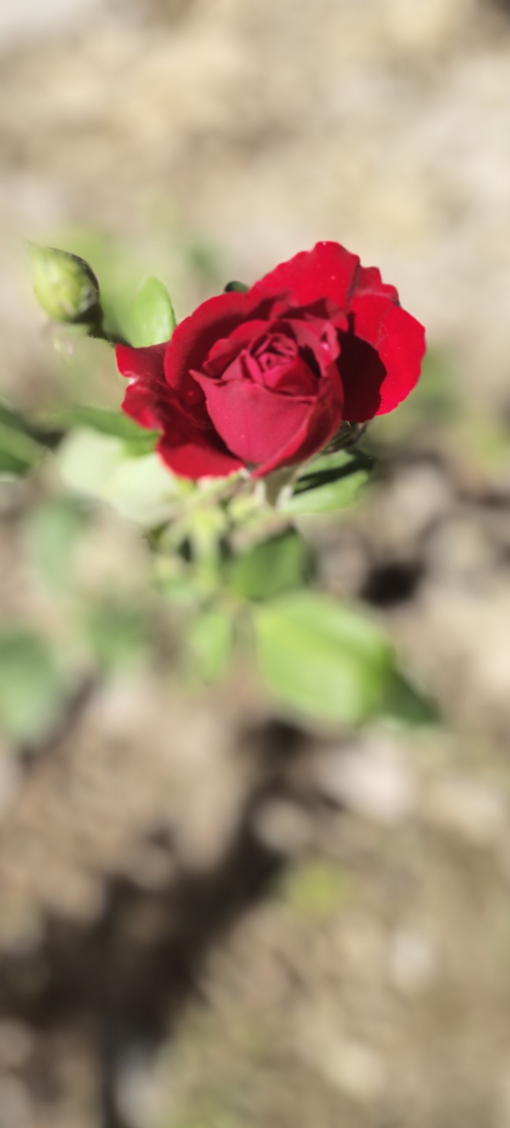 rose