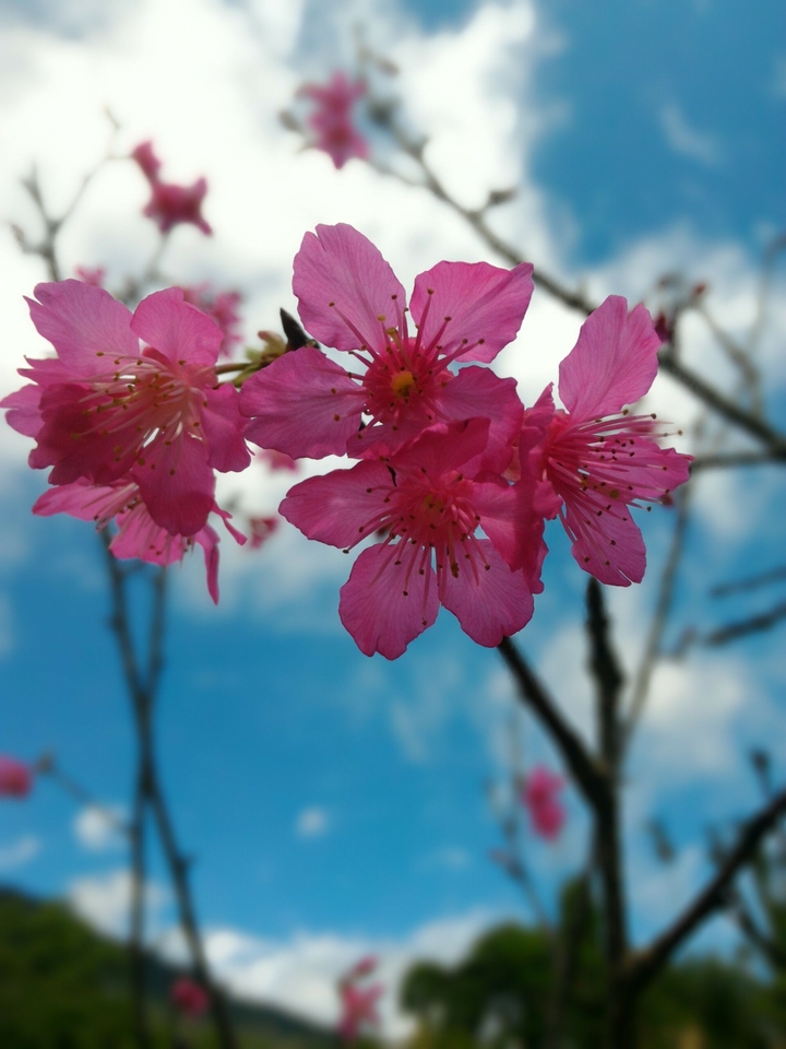櫻花