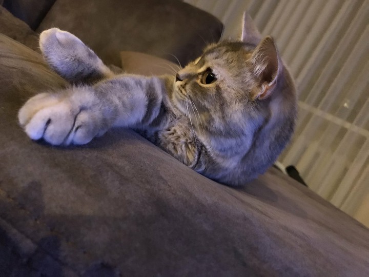 wild cat)))