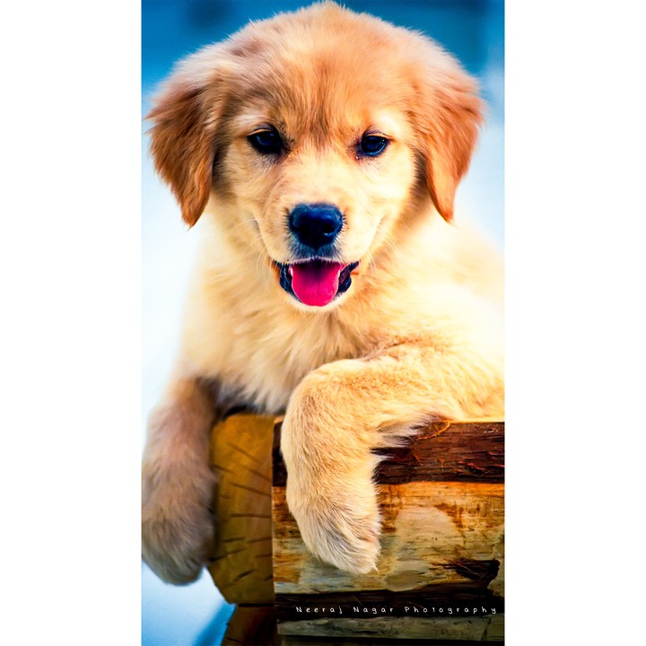 You can't buy happiness, but you can rescue it.
.
.