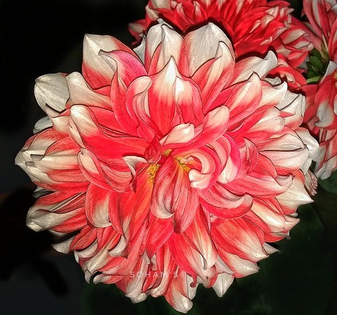 Dalia
