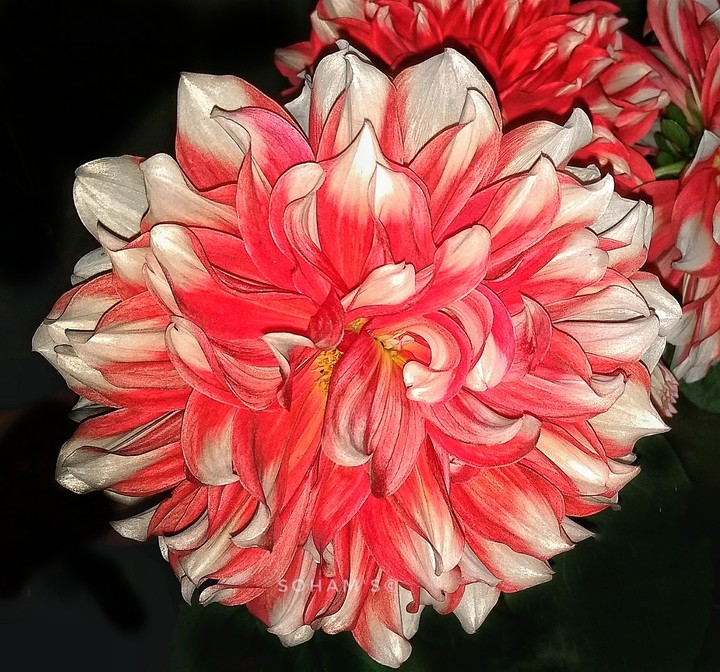 Dalia