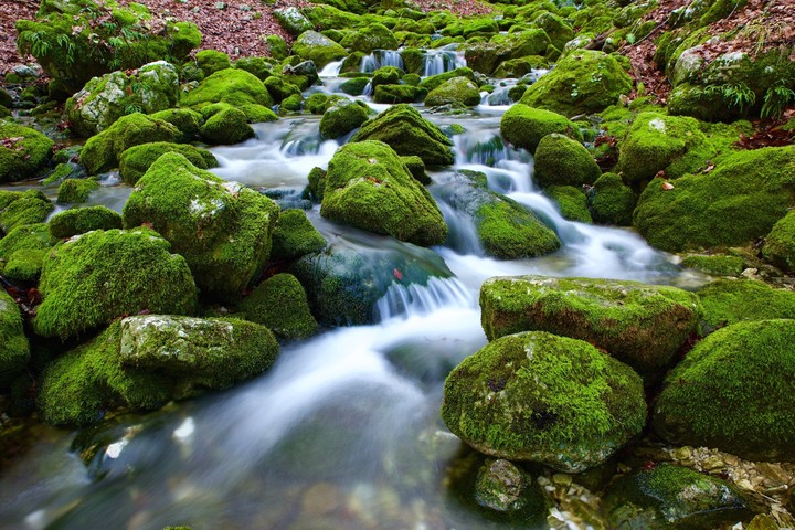 moss