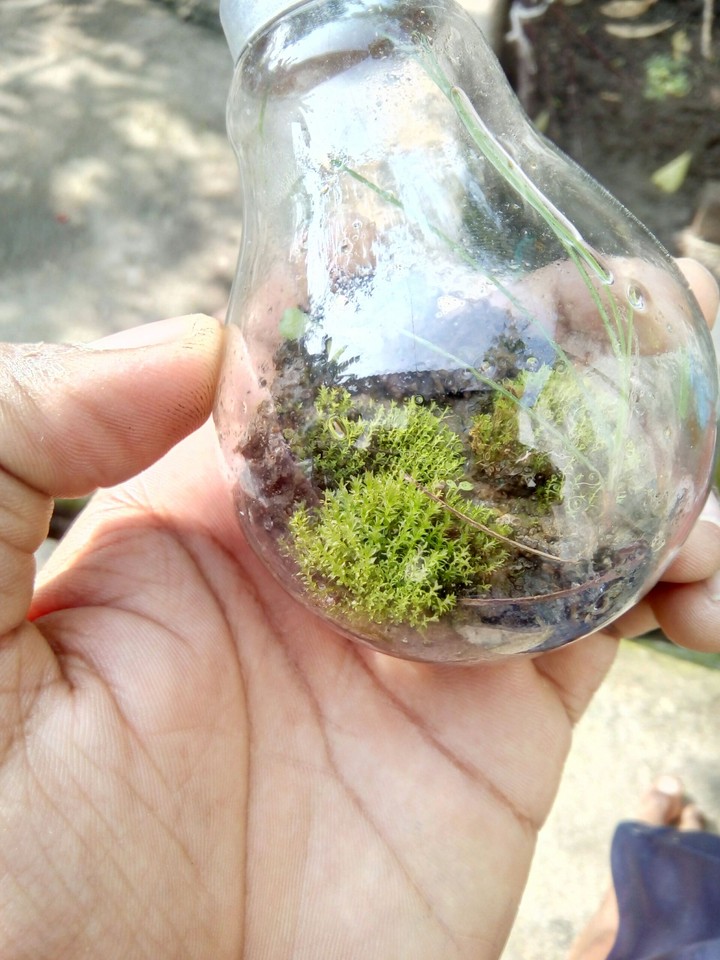 Cute Nature in Electric bulb