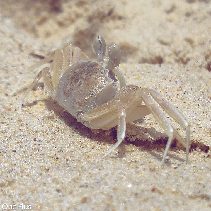 crab