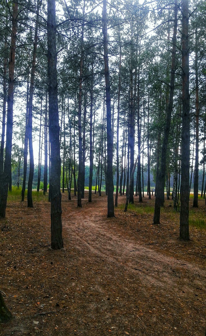 Forest