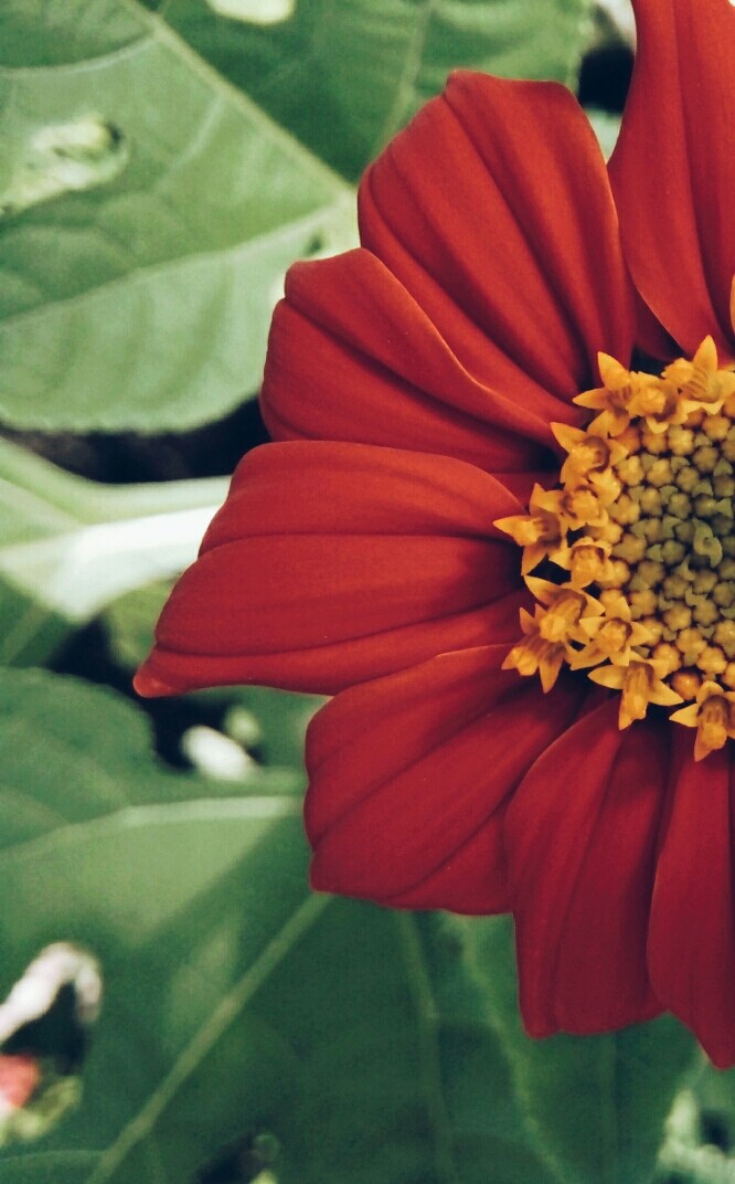 flower