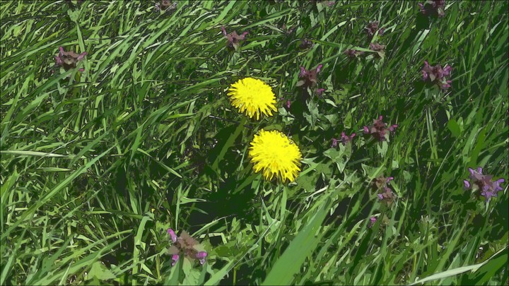 Dandelions