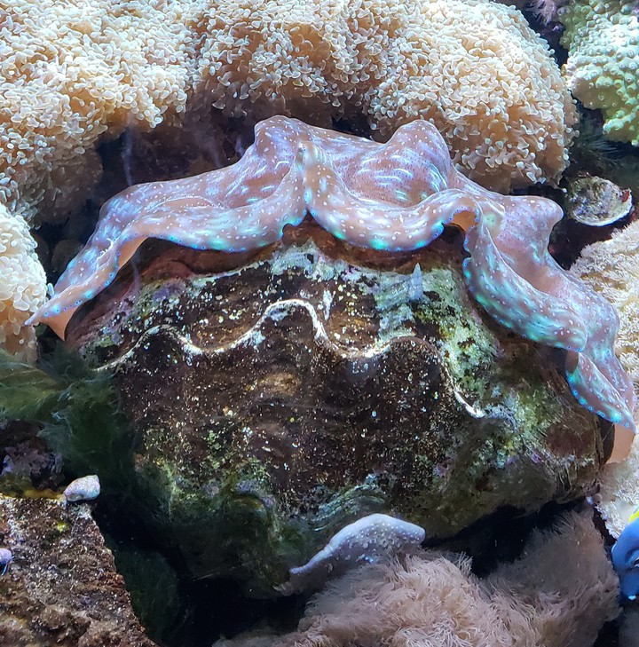 That's a Clam