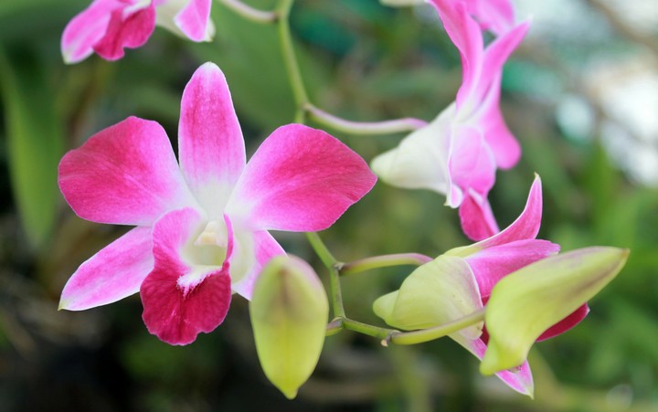 flowers