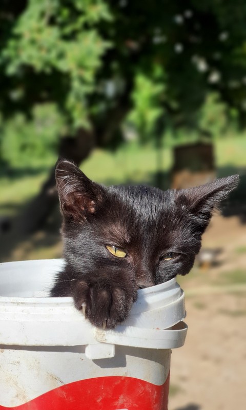plant, whiskers壁紙
