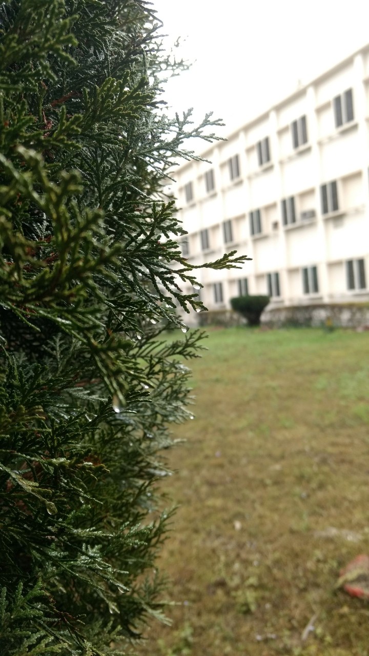 dew drops
