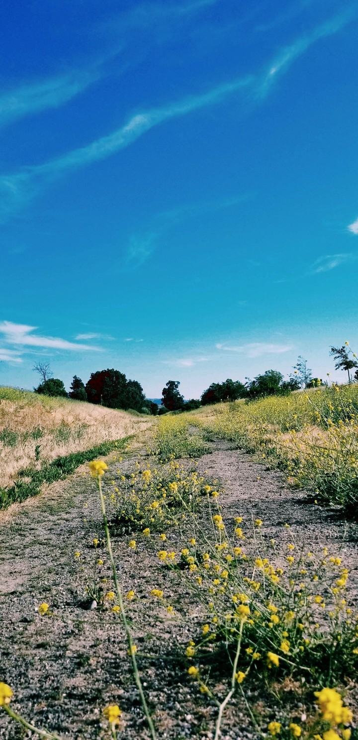 the trail