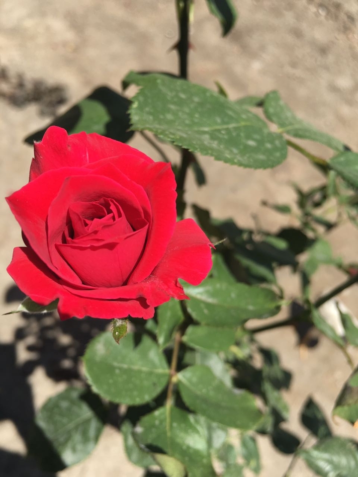 flower