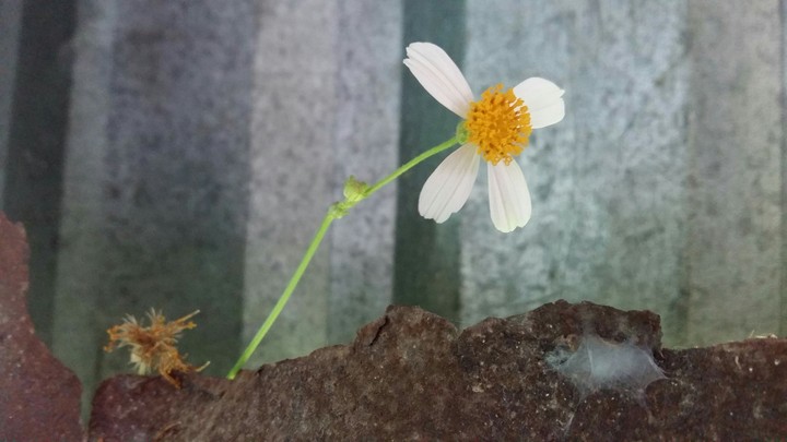 Lovely flower