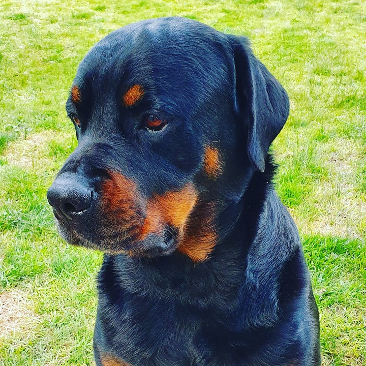 rotti dog