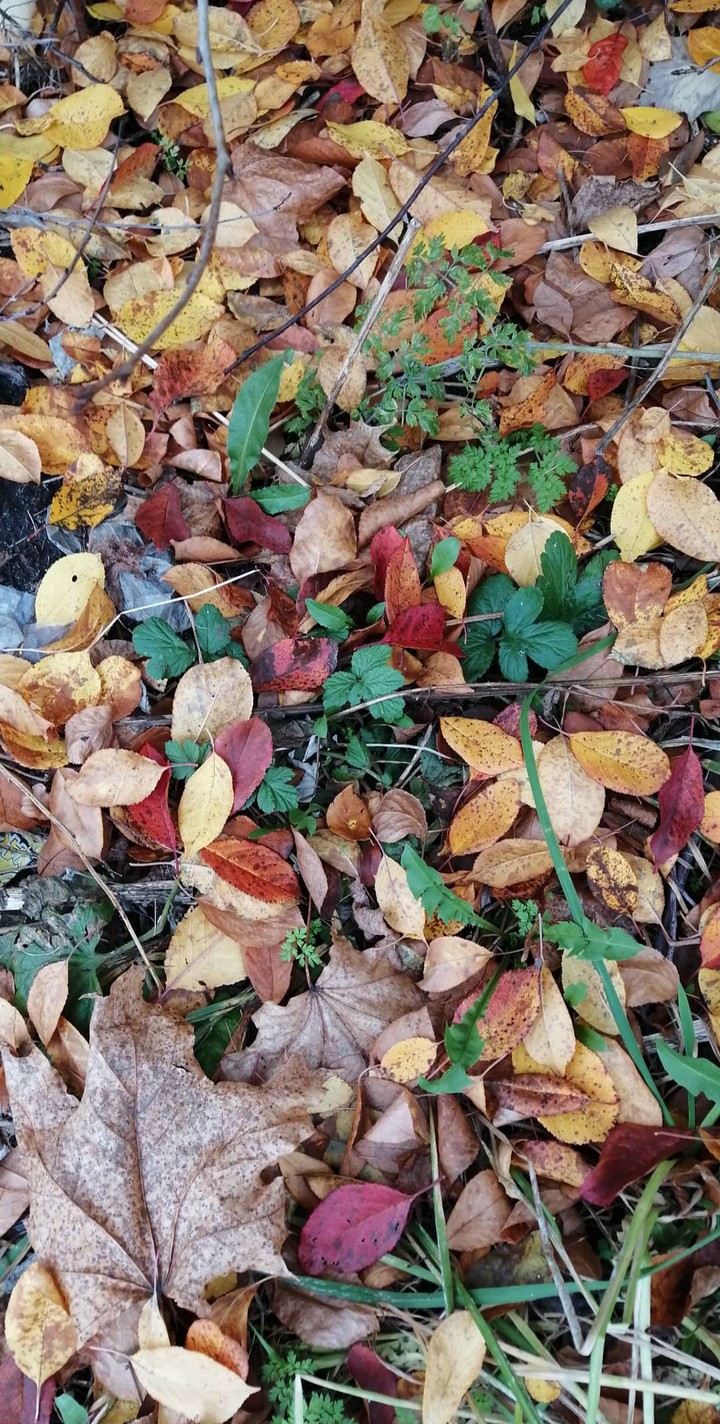 Autumn