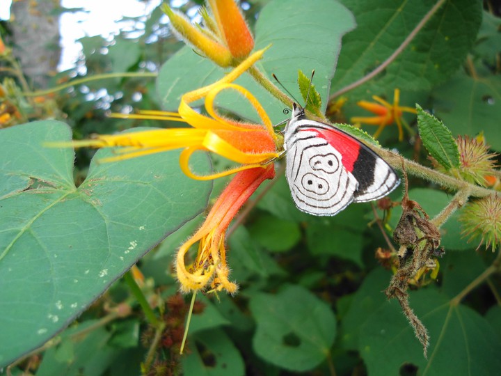 mariposa 88