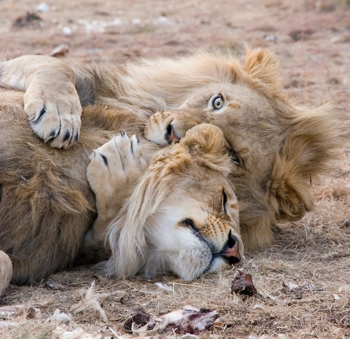brotherhood