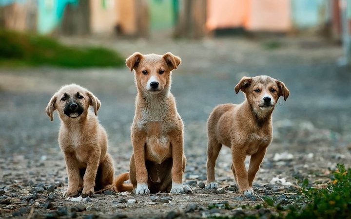 .