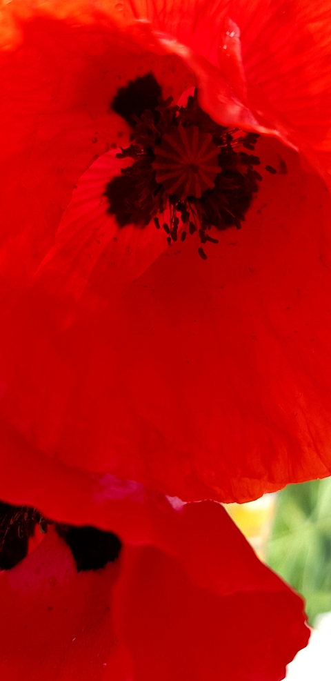 Mohn