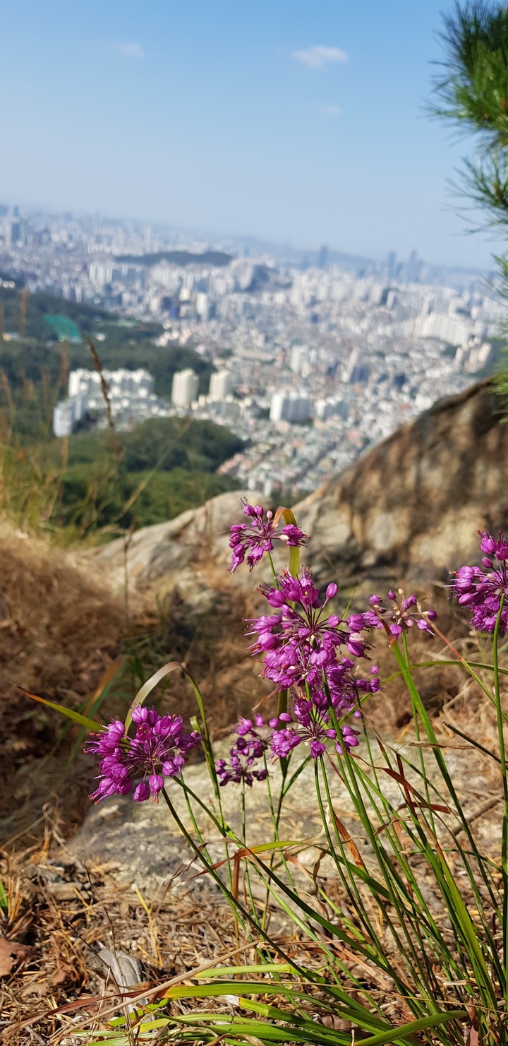야생화