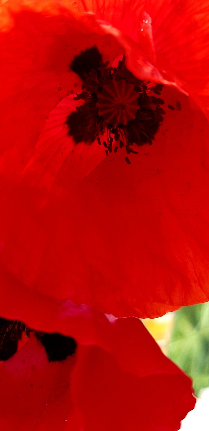 Mohn