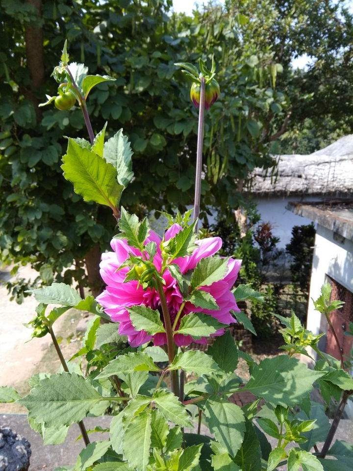 Dalia