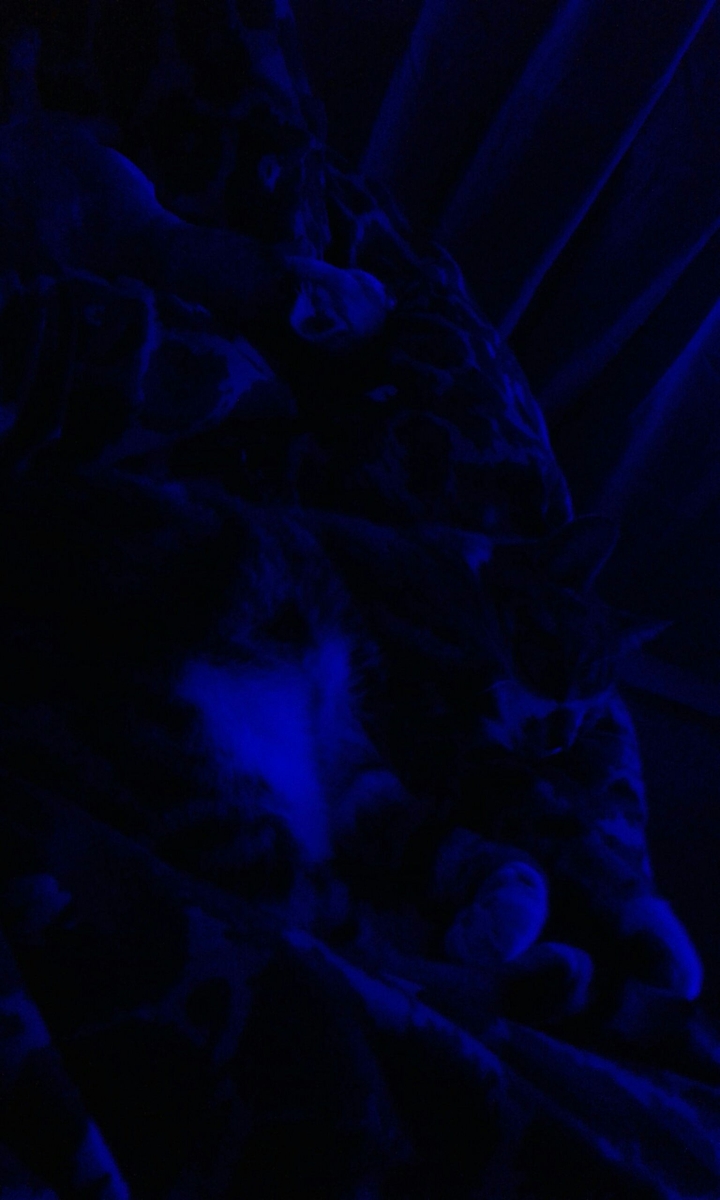 cat in blue room