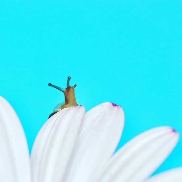 arribando el caracol