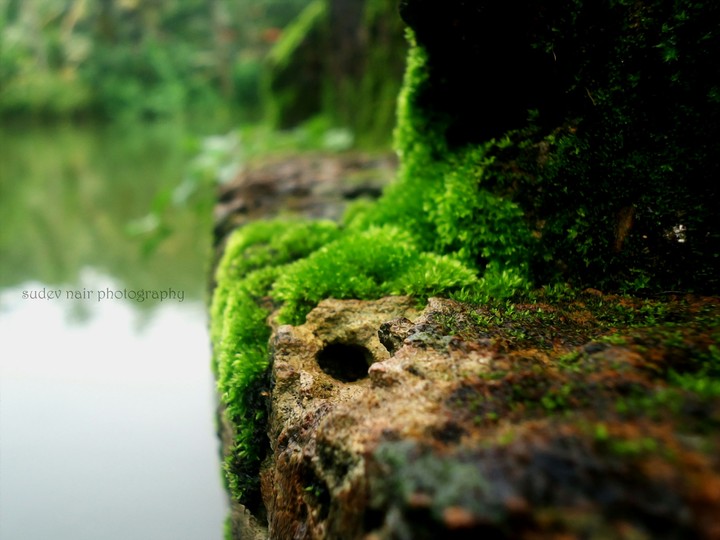 Greenery