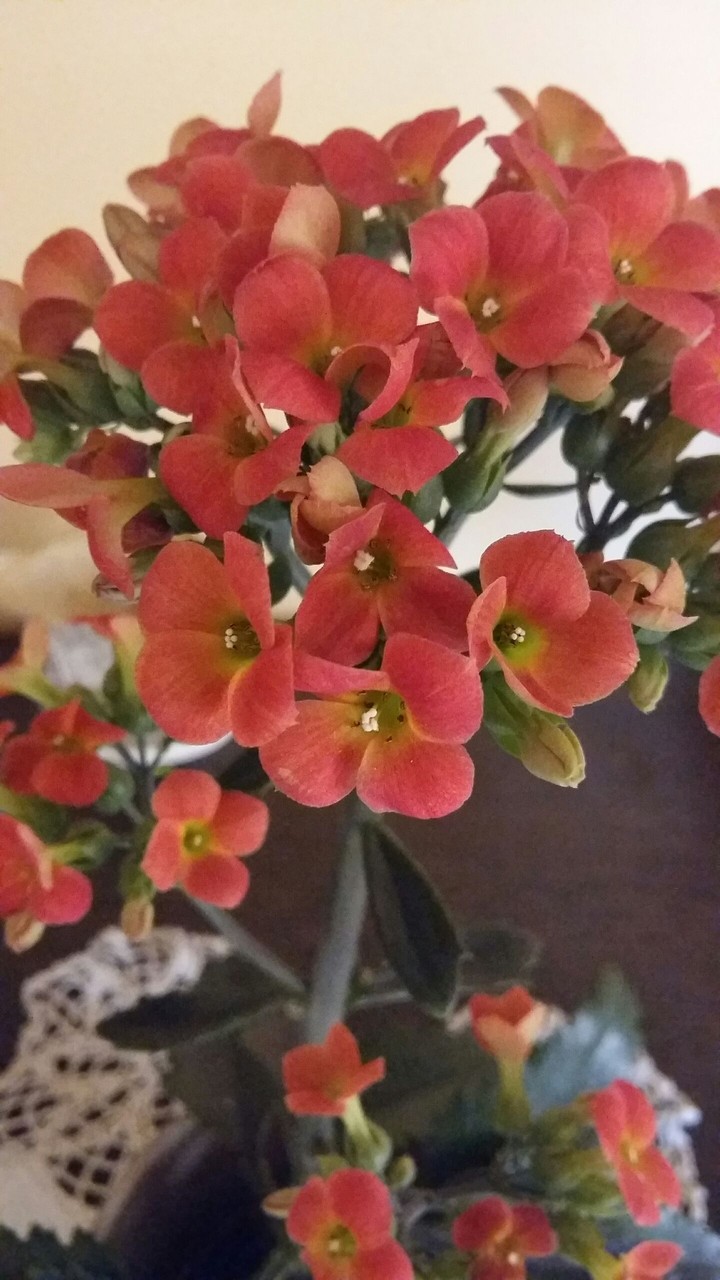 red flower