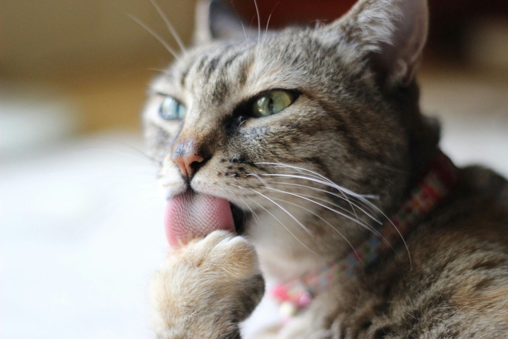miaoooooo