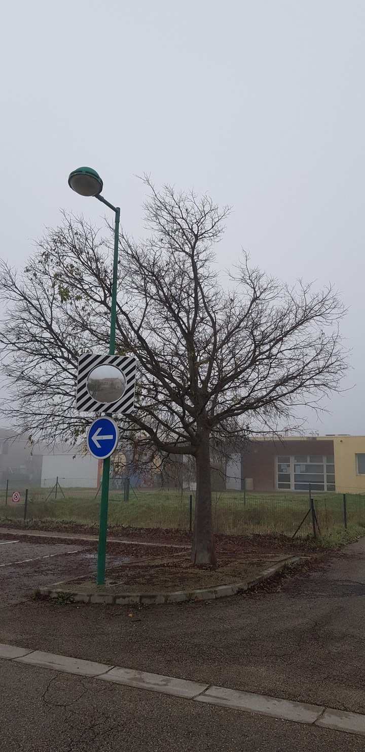 brouillard