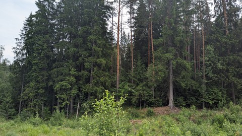 hình nền plant, larch