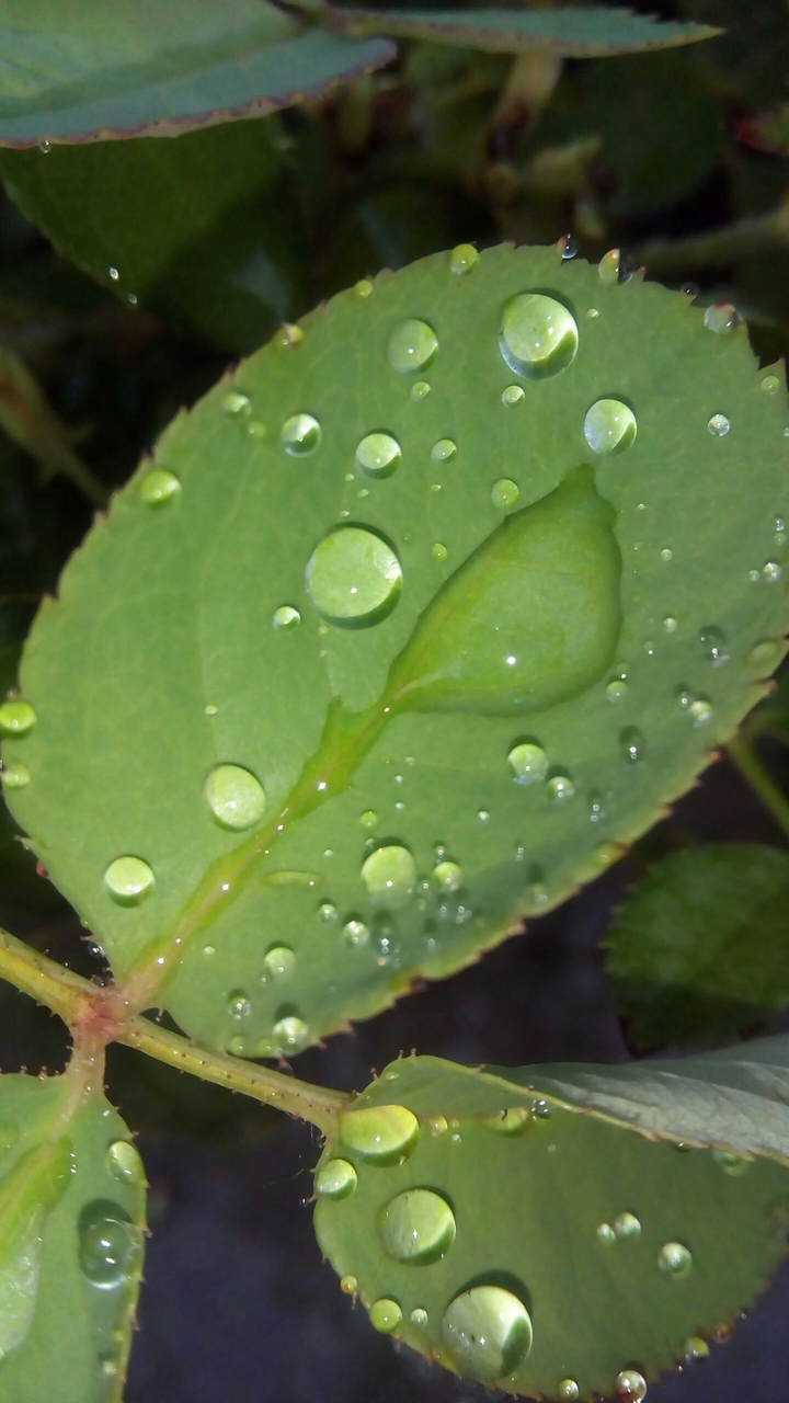 plants and the drops