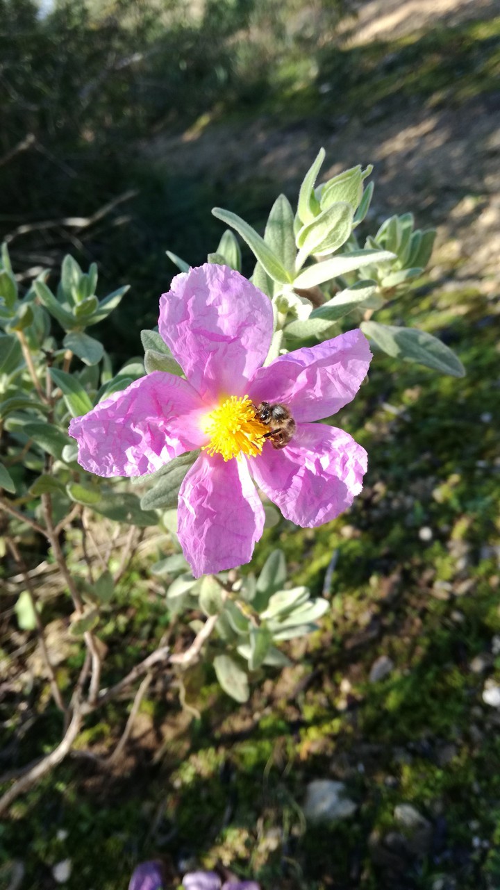 #Cistus albidus