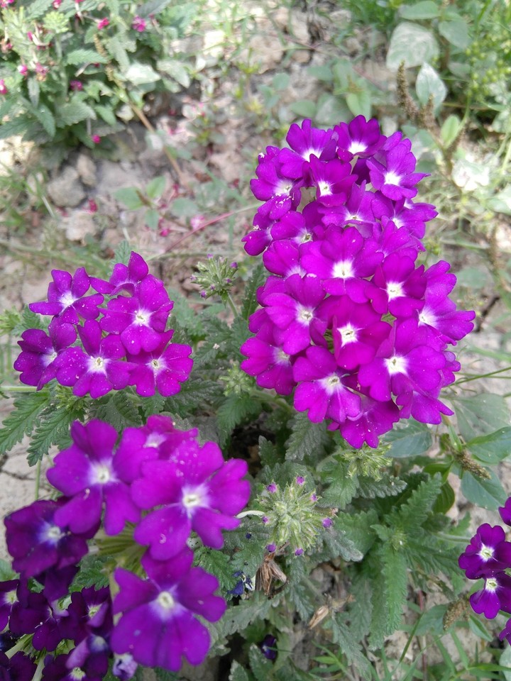 purple 1