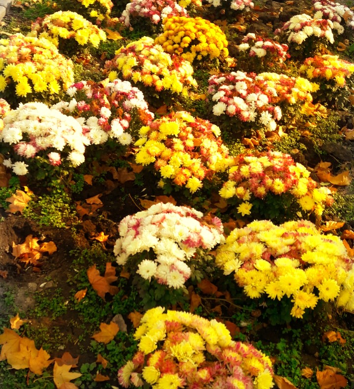 autumn