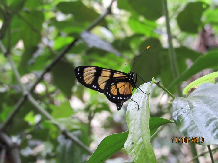 black and yellow butterfly