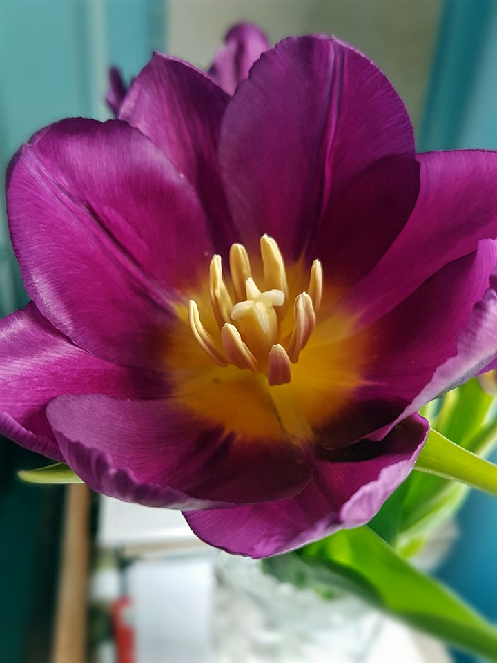 Tulip 