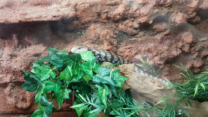 Bluetongue Skink