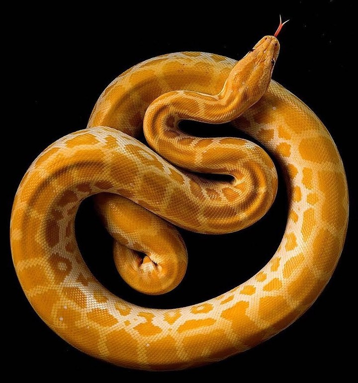 This Albino Burmese