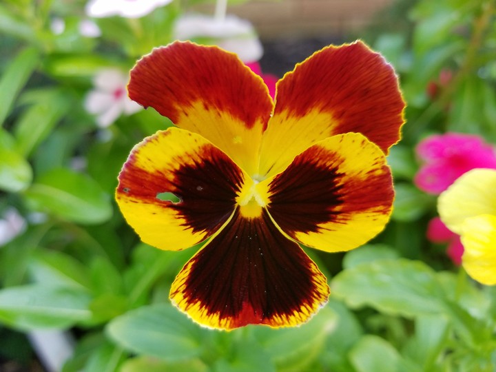 pansies
